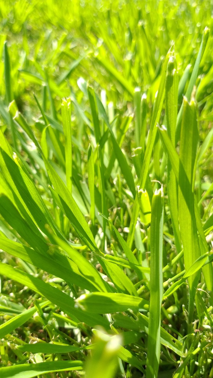 Grass