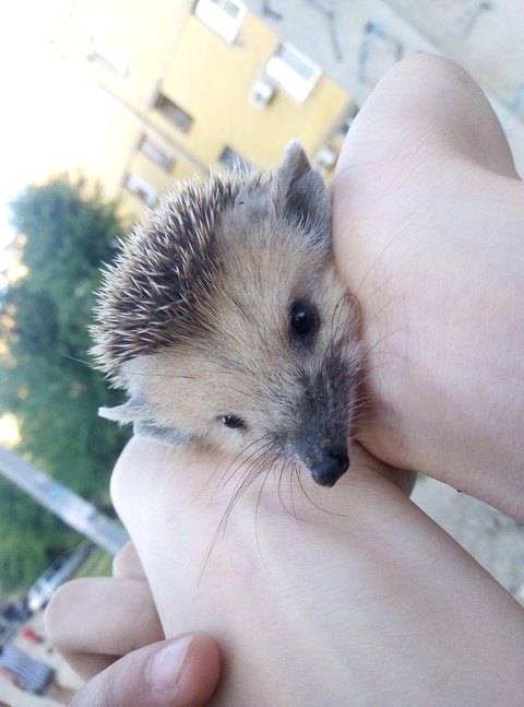 Ежиииик ❤️