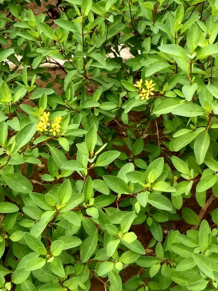sprinkle of spring