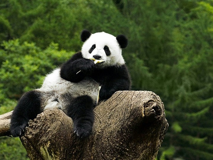 panda