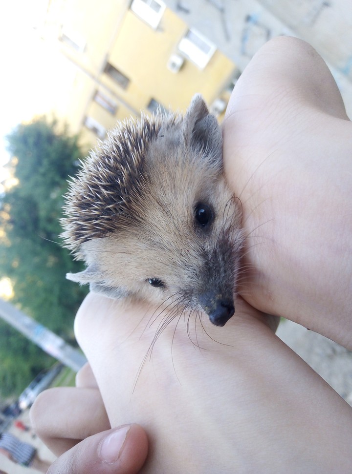 Ежиииик ❤️