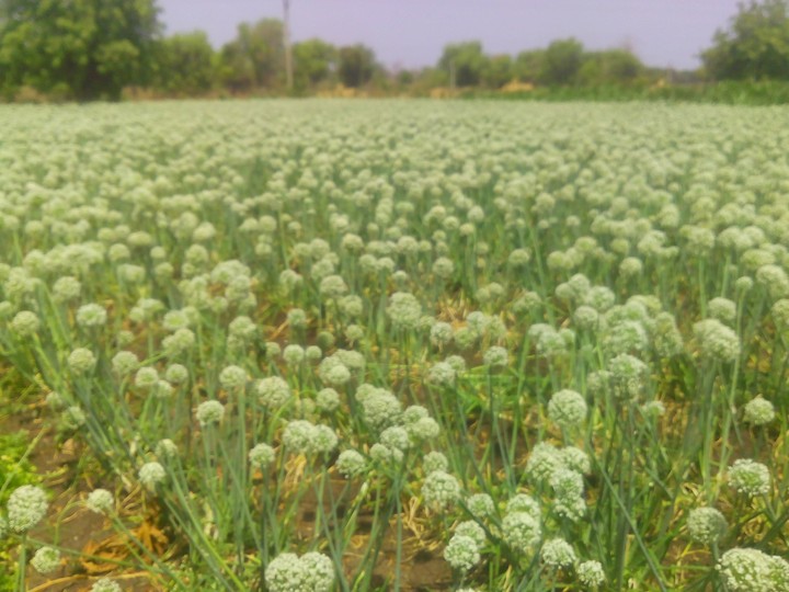 onion farm
