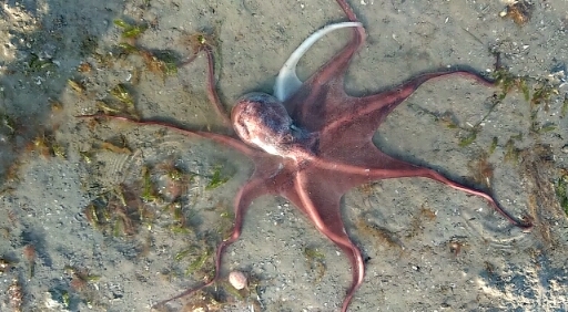 octopus ?