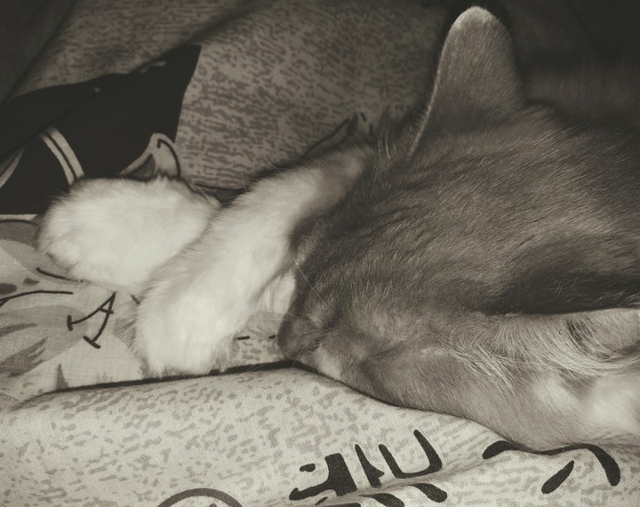 cat