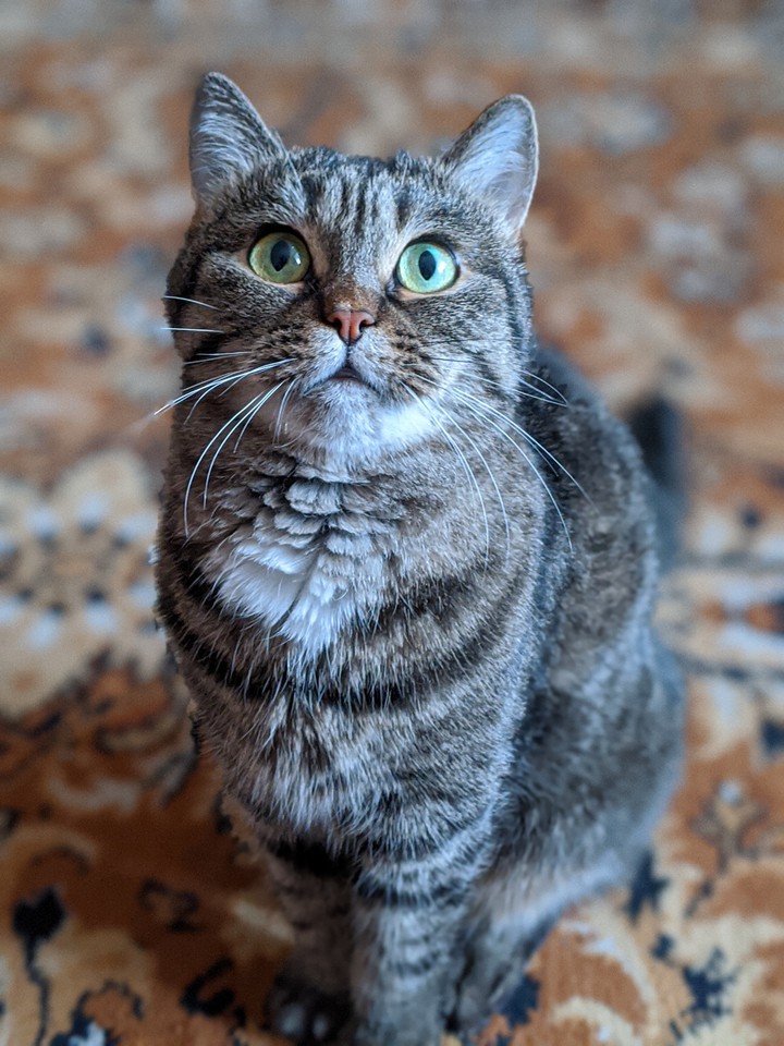 cat