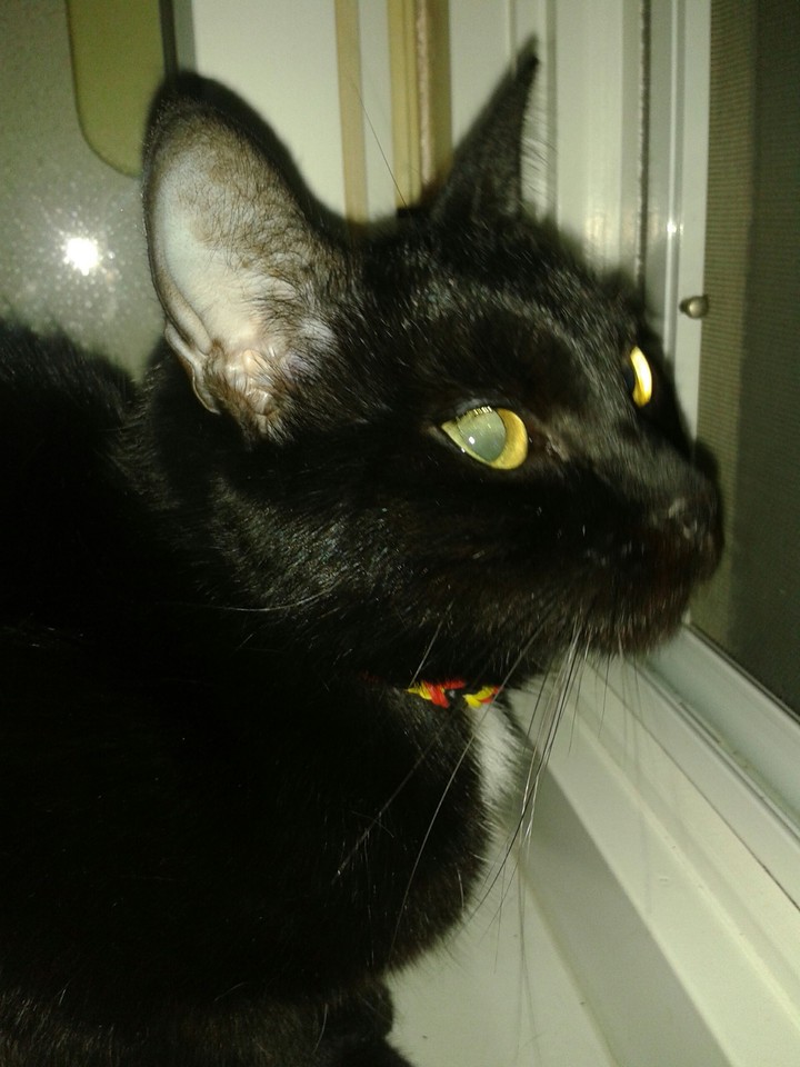 mausi