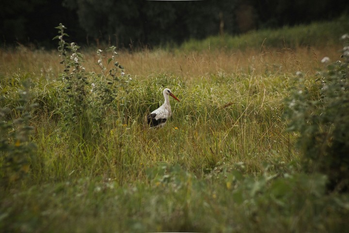 White stork