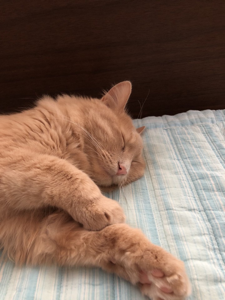 sleeping cat