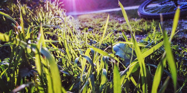 Grass