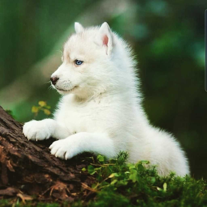 Baby wolf