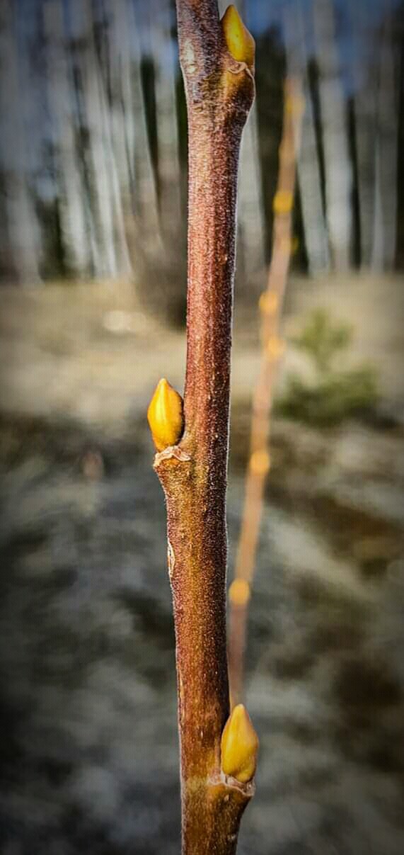 spring