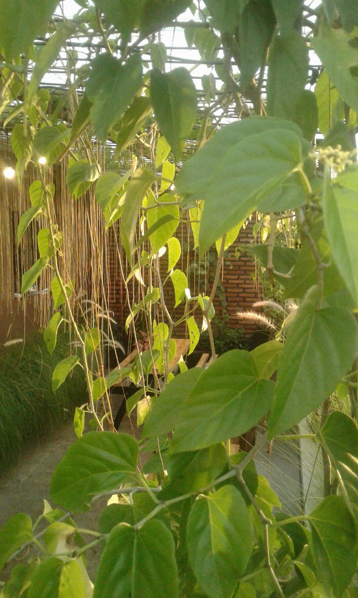 little garden