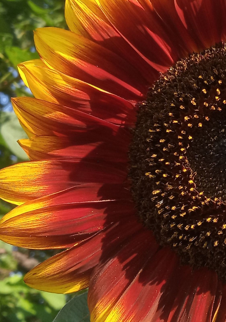 Red sunflower