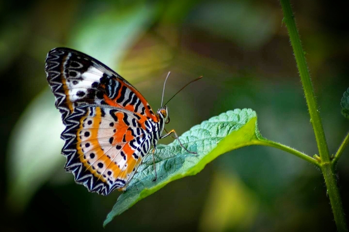 butterfly