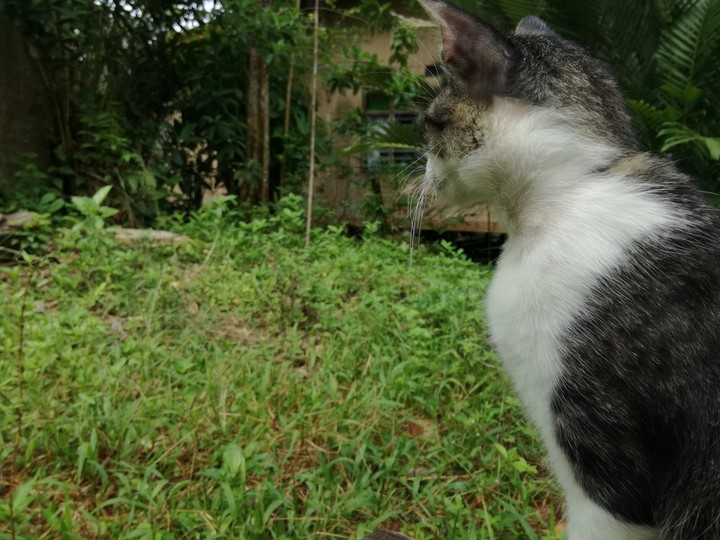 cat