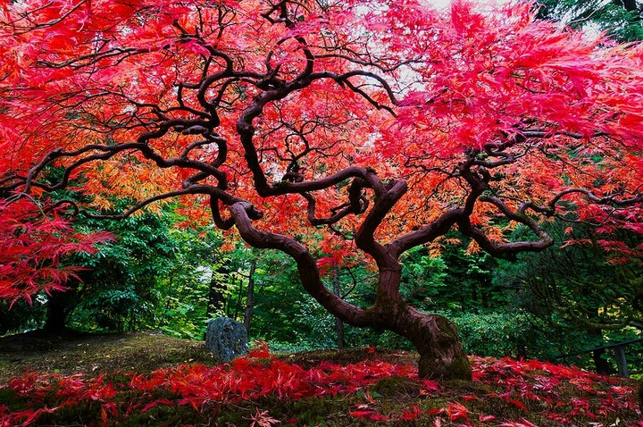 bright red maple tree