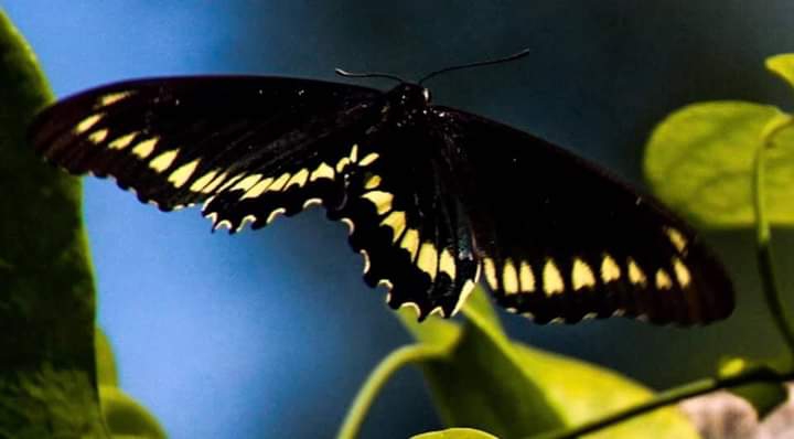 Butterfly
