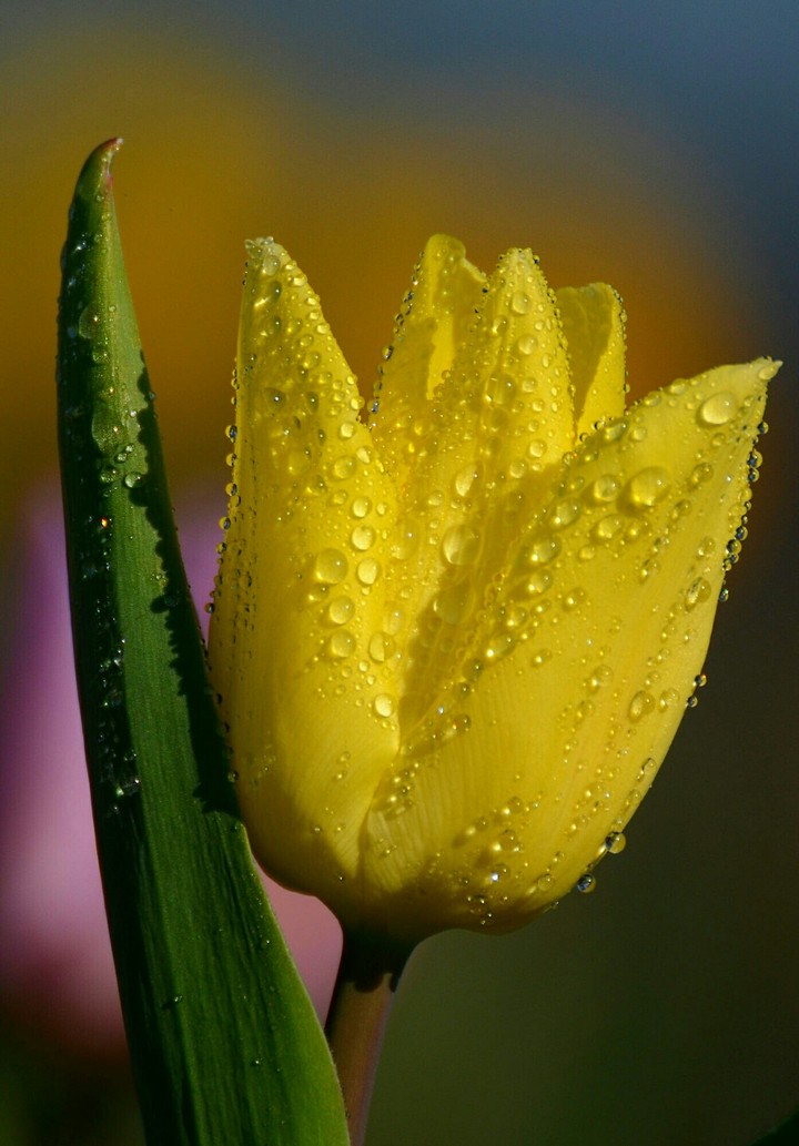 Yellow Tulip after rain.