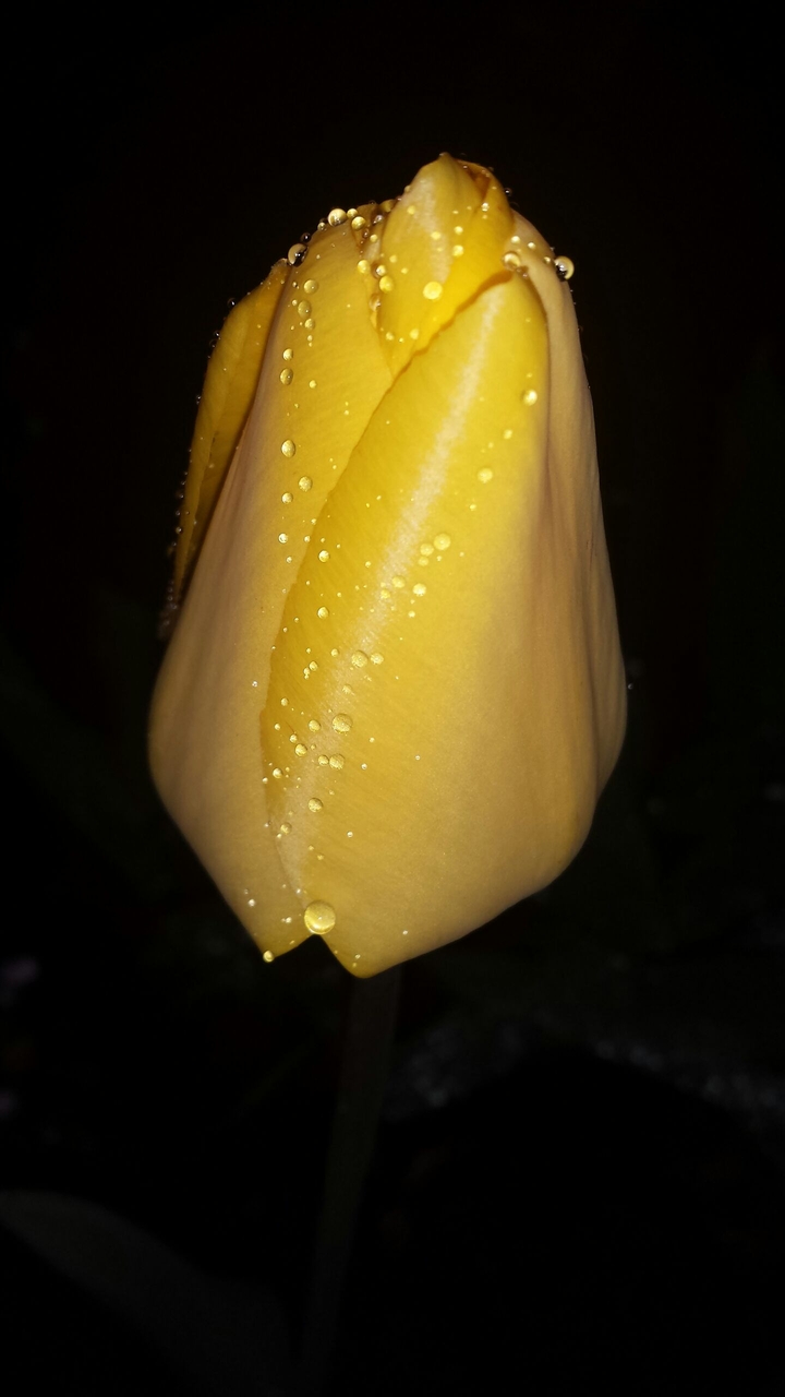 Tulip after the rain