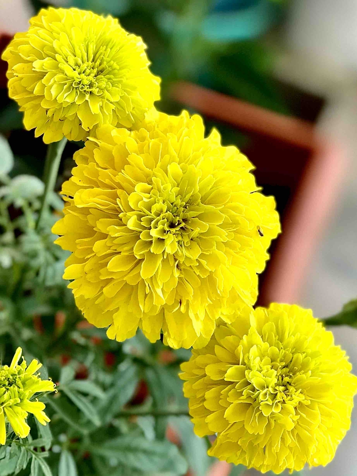 Lets go Yellow