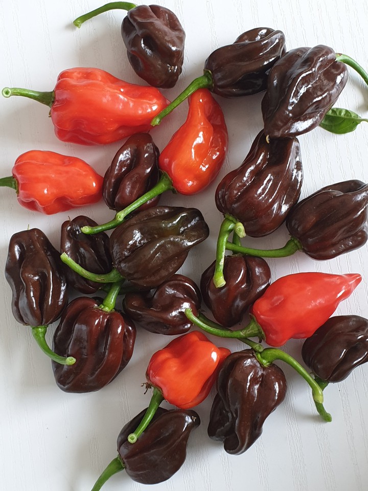 Habaneros