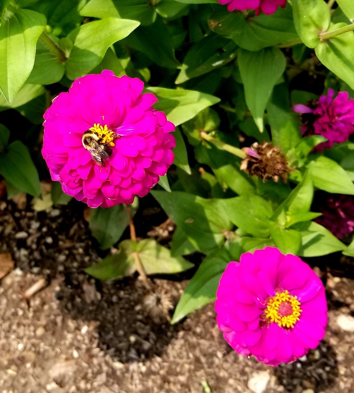 Busy Bee