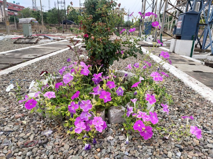cloudy weather with Flowers