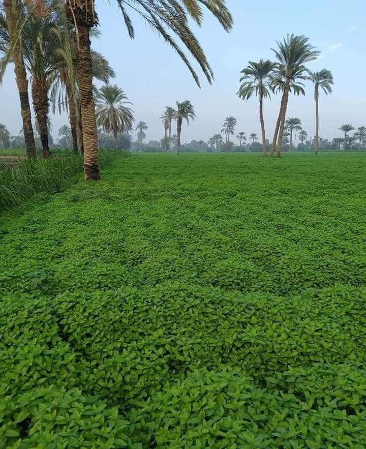 حقول النعناع
.. بني سويف مصر ❤