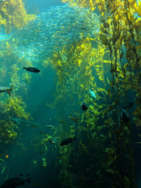 fonds d'écran Water, underwater