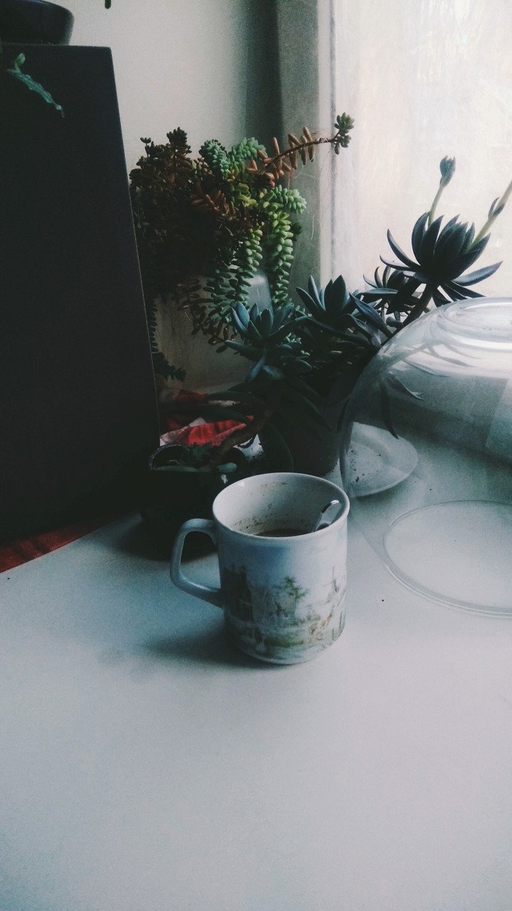 coffee cup and plants