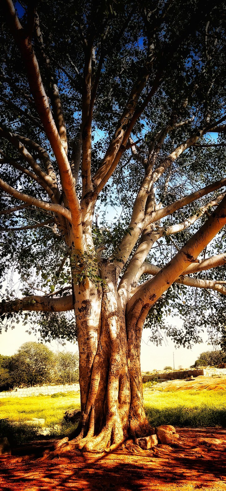 Tree