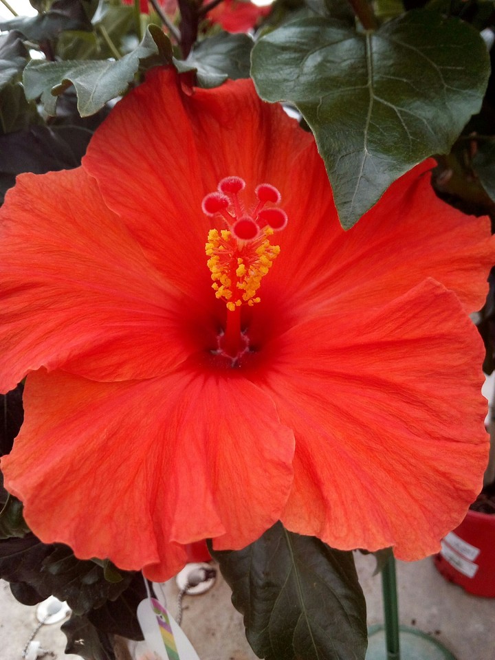 Red Hibiscus