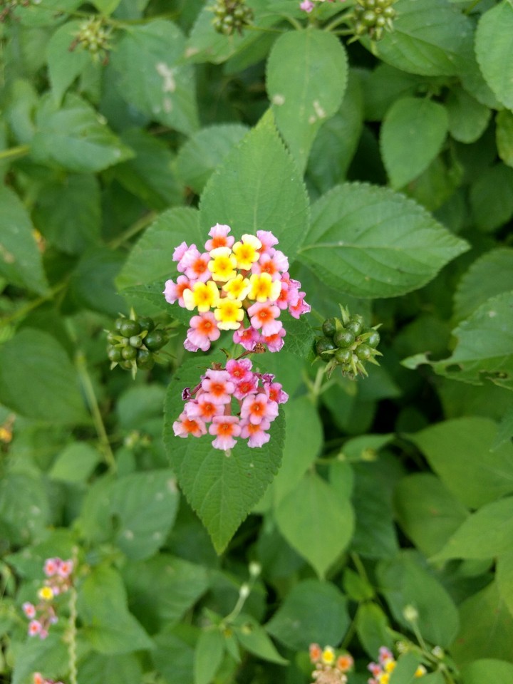 nice flower