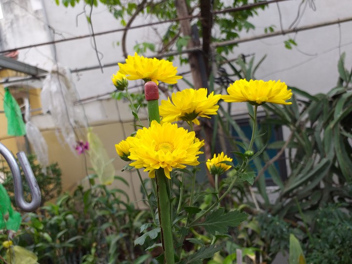 My flowers
