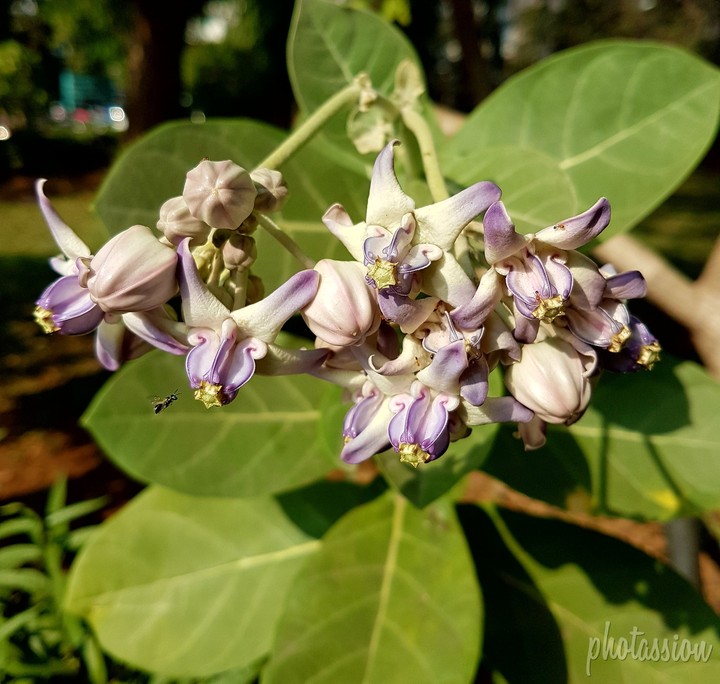 flowers