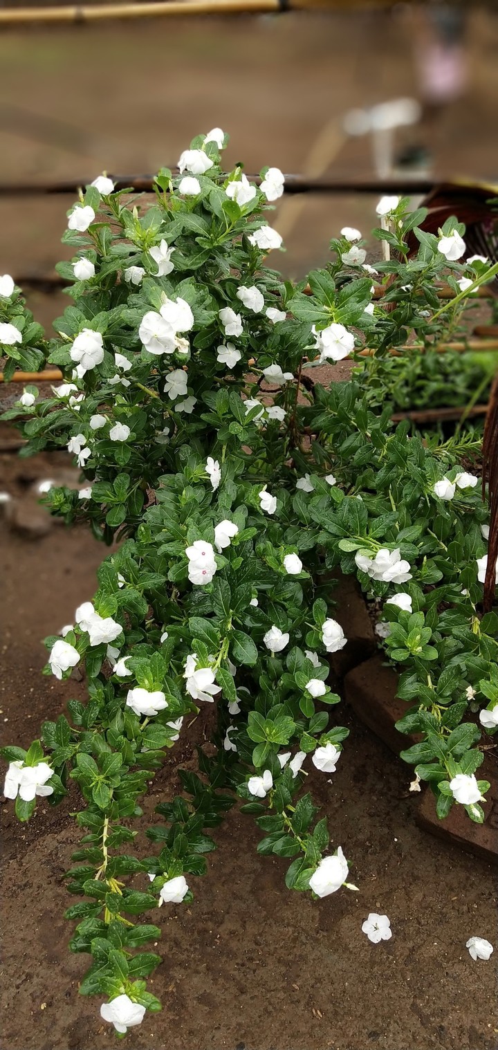 flowers qk