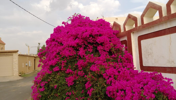 Pink  flowers...