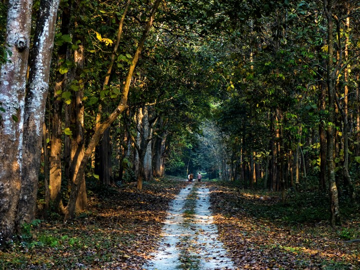 Forest.