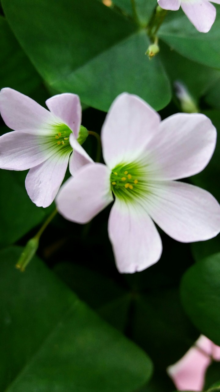 flor