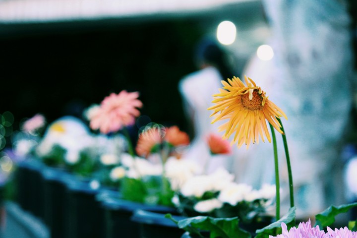 Flower#LooKcute#