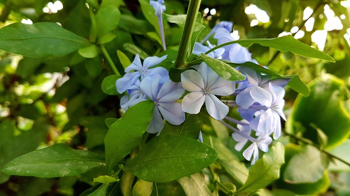 blue flowers
