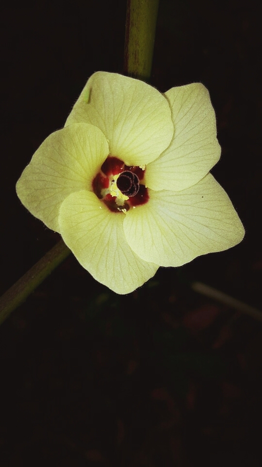 fleur