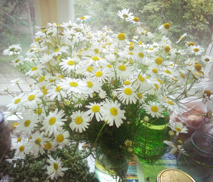 ромашки