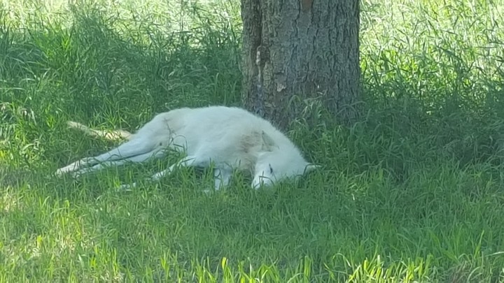 Sleepy fox