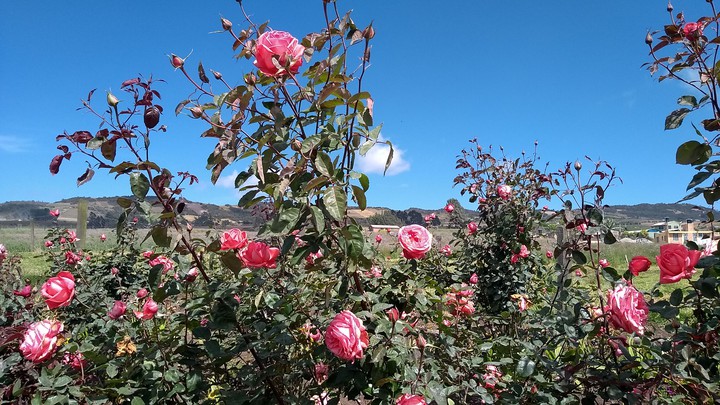 Rosas en Leguazaque
