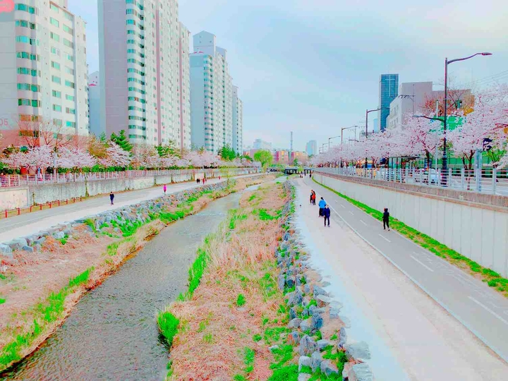 Cherry Blossoms