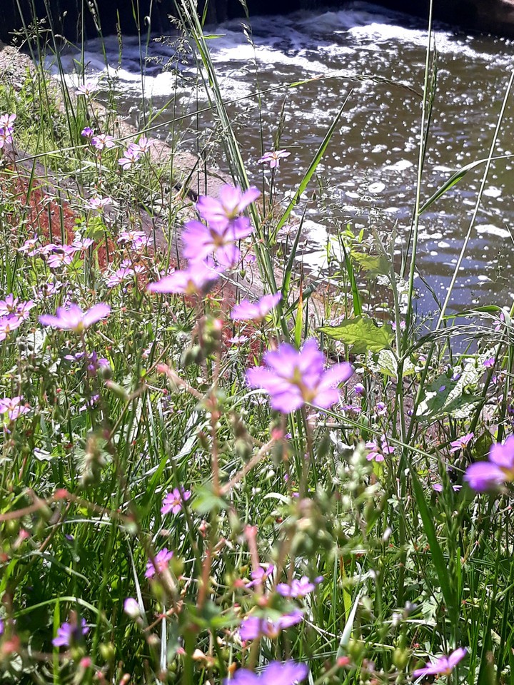 flowers