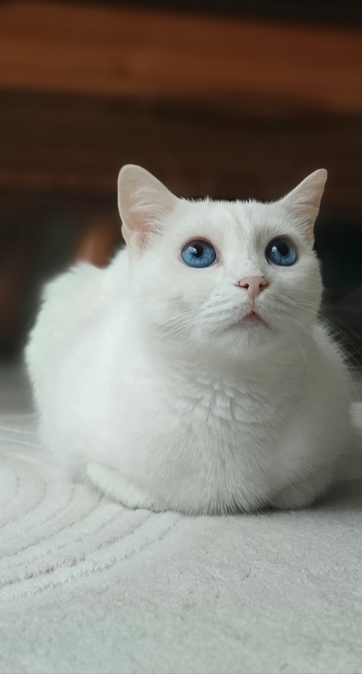blue Eyes Van cat