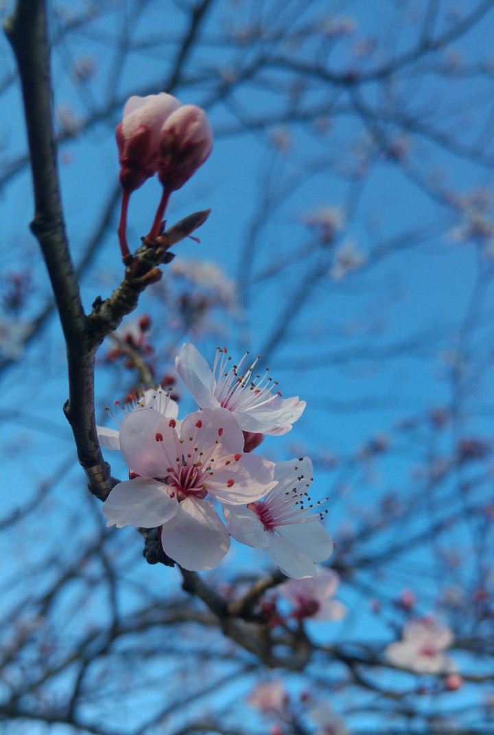 La Primavera