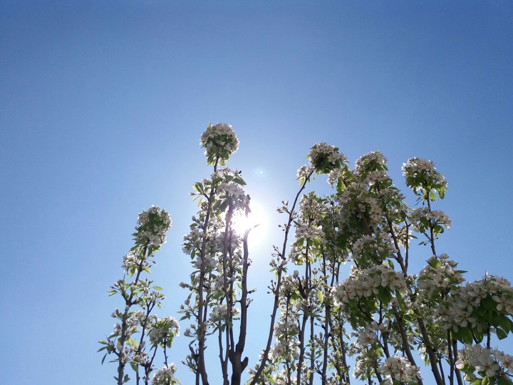 A beautiful pear tree...
